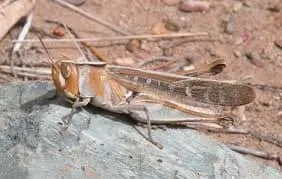 close-up detalhado de um gafanhoto em seu habitat natural. O inseto, de coloração predominantemente marrom