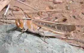 close-up detalhado de um gafanhoto em seu habitat natural. O inseto, de coloração predominantemente marrom