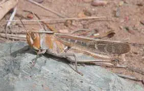 close-up detalhado de um gafanhoto em seu habitat natural. O inseto, de coloração predominantemente marrom