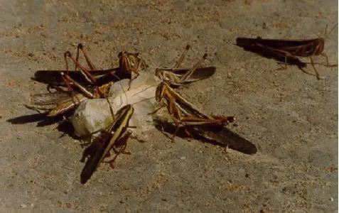 Gafanhotos na Lavoura: Identificação e Controle da Praga grupo de gafanhotos em um solo de aparência seca e arenosa. A maioria dos insetos está aglomerada em torno