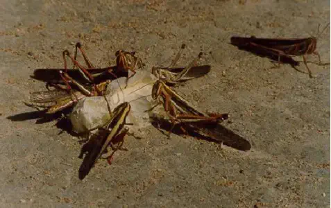 grupo de gafanhotos em um solo de aparência seca e arenosa. A maioria dos insetos está aglomerada em torno