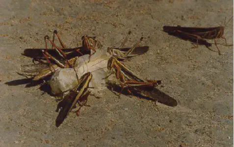 Gafanhotos na Lavoura: Identificação e Controle da Praga grupo de gafanhotos em um solo de aparência seca e arenosa. A maioria dos insetos está aglomerada em torno