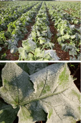 composição de duas fotografias que ilustram o impacto de uma forte geada em uma lavoura. A foto superior mostr