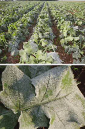 composição de duas fotografias que ilustram o impacto de uma forte geada em uma lavoura. A foto superior mostr