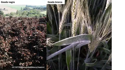 Esta imagem é um comparativo visual que ilustra os dois principais tipos de geada que afetam a agricultura: a geada negra e a