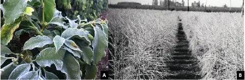montagem que compara dois cenários de geada em lavouras de café. À esquerda (A), uma foto colorida e em close-