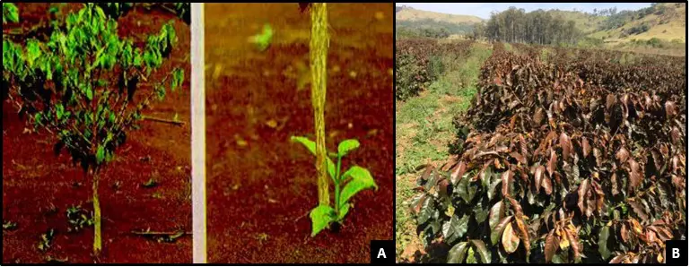 Geadas no Café: Como Identificar os Danos na Lavoura composição de três fotografias que ilustram diferentes estágios e condições de um cafezal. À esquerda, um pé d