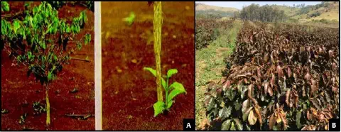 composição de três fotografias que ilustram diferentes estágios e condições de um cafezal. À esquerda, um pé d