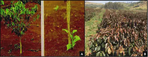 composição de três fotografias que ilustram diferentes estágios e condições de um cafezal. À esquerda, um pé d