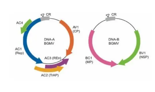 diagrama científico que ilustra a organização genômica do Vírus do Mosaico Dourado do Feijoeiro (Bean Golde