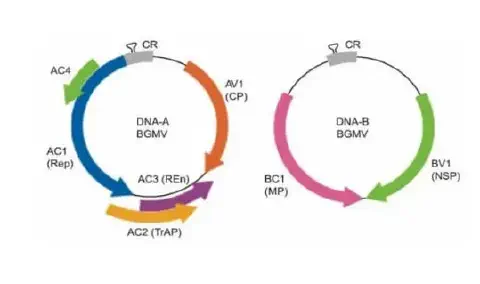 diagrama científico que ilustra a organização genômica do Vírus do Mosaico Dourado do Feijoeiro (Bean Golde