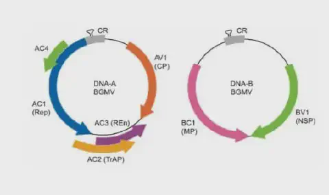 diagrama científico que ilustra a organização genômica do Vírus do Mosaico Dourado do Feijoeiro (Bean Golde