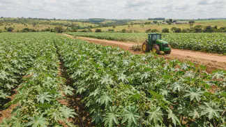 Miniatura do artigo de Gestão Agrícola: Cultivo de Mamona: Guia de Sementes e Produtividade [2025]