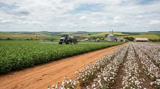 Miniatura do artigo de Gestão Agrícola: Semente Certificada ou Boca de Máquina? Guia Algodão [2025]