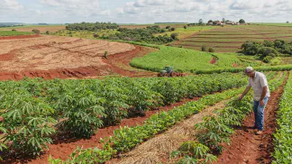 Miniatura do artigo de Gestão Agrícola: Manejo da Mandioca: 5 Dicas para Não Esgotar o Solo [2025]