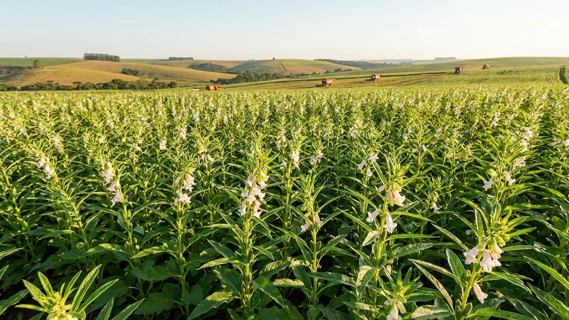 Imagem de destaque do artigo: Cultivo de Gergelim: Guia Completo do Sesamum Indicum [2025]