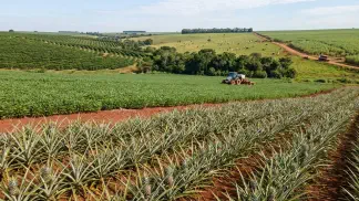 Miniatura do artigo de Gestão Agrícola: Irrigação de Abacaxi: Como Produzir Mesmo na Seca [2025]