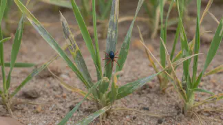 Miniatura do artigo de Manejo Integrado de Pragas: Ácaro Azul das Pastagens: Guia Completo para Identificação e Manejo