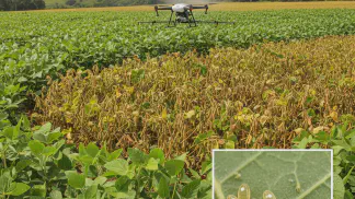 Miniatura do artigo de Manejo Integrado de Pragas: Ácaro-Branco: Guia Completo para Identificar, Diferenciar e Controlar na Lavoura