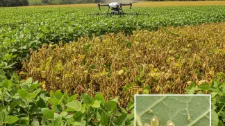 Miniatura do artigo de Manejo Integrado de Pragas: Ácaro-Branco: Guia Completo para Identificar, Diferenciar e Controlar na Lavoura