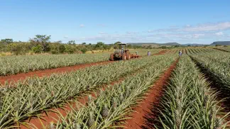 Miniatura do artigo de Gestão Agrícola: Adubação do Abacaxi: Guia Completo para Colher Mais [2025]