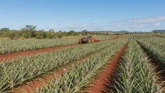 Miniatura do artigo de Gestão Agrícola: Adubação do Abacaxi: Guia Completo para Colher Mais [2025]