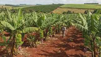 Miniatura do artigo de Gestão Agrícola: Adubação de Bananeira: Guia para Alta Produtividade [2025]