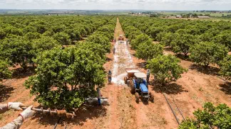 Miniatura do artigo de Gestão Agrícola: Adubação de Caju: Guia Completo para Produzir Mais [2025]