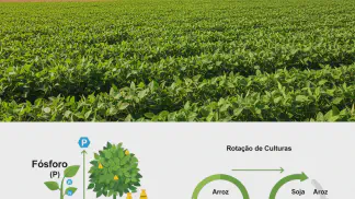 Miniatura do artigo de Gestão Agrícola: Fósforo: Adubação na Rotação Soja-Arroz e Fertilidade do Solo [Guia]