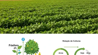 Miniatura do artigo de Gestão Agrícola: Fósforo na Rotação Soja-Arroz: Adubação e Fertilidade