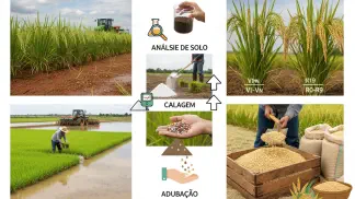Miniatura do artigo de Gestão Agrícola: Adubação de Arroz: Guia Completo para Lavoura de Sequeiro e Irrigada