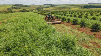 Miniatura do artigo de Gestão Agrícola: Adubação Verde: Guia Definitivo e Prático para o Solo [2025]