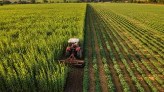 Miniatura do artigo de Gestão Agrícola: Adubação Verde: Guia Completo com Vantagens, Custos e Planejamento