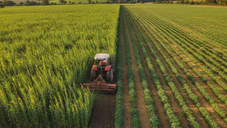 Miniatura do artigo de Gestão Agrícola: Adubação Verde: Guia Completo com Vantagens, Custos e Planejamento