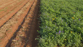 Miniatura do artigo de Gestão Agrícola: Adubação Verde: O Guia Prático para Melhorar seu Solo e Aumentar a Produtividade