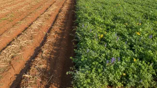 Miniatura do artigo de Gestão Agrícola: Adubação Verde: O Guia Prático para Melhorar seu Solo e Aumentar a Produtividade