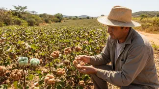 Miniatura do artigo de Gestão Agrícola: Algodão Colorido: Guia de Variedades, Manejo e Lucro [2025]