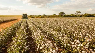 Miniatura do artigo de Gestão Agrícola: Algodão Hirsutum: Guia Completo da Espécie no Brasil [2025]