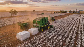 Miniatura do artigo de Gestão Agrícola: Produção de Algodão: Guia de Custos e Lucratividade [2025]