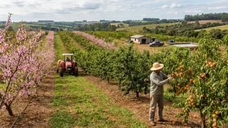 Miniatura do artigo de Gestão Agrícola: Ameixa Japonesa ou Europeia: Como Escolher a Melhor [2025]
