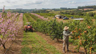 Miniatura do artigo de Gestão Agrícola: Ameixa Japonesa ou Europeia: Como Escolher a Melhor [2025]