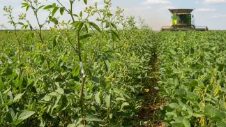 Miniatura do artigo de Manejo de Plantas Daninhas: Amendoim-bravo (leiteiro): como identificar e controlar essa planta daninha