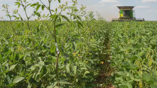 Miniatura do artigo de Manejo de Plantas Daninhas: Amendoim-bravo (leiteiro): como identificar e controlar essa planta daninha