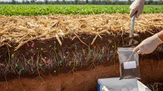 Miniatura do artigo de Gestão Agrícola: Análise Microbiológica do Solo: Guia para Avaliar a Saúde da Terra