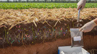 Miniatura do artigo de Gestão Agrícola: Análise Microbiológica do Solo: Guia para Avaliar a Saúde da Terra