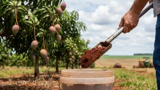 Miniatura do artigo de Gestão Agrícola: Adubação da Manga: Guia Prático de Calagem e Nutrição [2025]