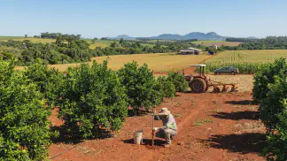 Miniatura do artigo de Gestão Agrícola: Análise de Solo e Calagem: Guia Completo de Manejo [2025]