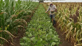 Miniatura do artigo de Manejo de Doencas: Antracnose em Grãos: Guia Completo para Identificar e Controlar na Sua Lavoura