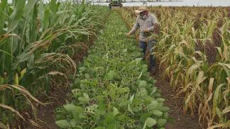 Miniatura do artigo de Manejo de Doencas: Antracnose em Grãos: Guia Completo para Identificar e Controlar na Sua Lavoura