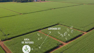 Miniatura do artigo de Manejo Integrado de Pragas: Área de Refúgio: O que é e Por que Ela é Essencial para Proteger sua Lavoura Bt